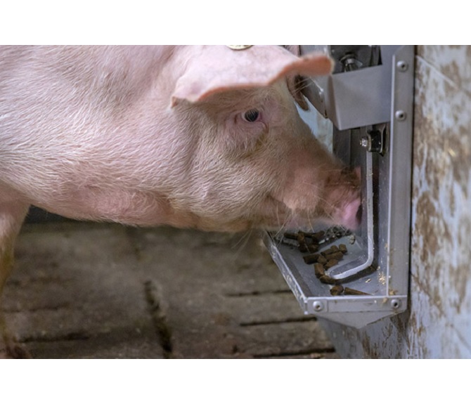 Porky's pellet machine - feeding pellets